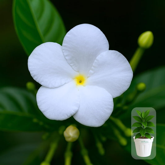 Indian gardens - Nanthiyavattai | Nerium Jasmine | Crape jasmine | Pinwheel Flower | Outdoor Live plants (Moon, 6 Inch White)