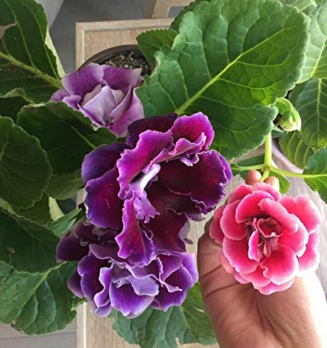 Seeds Ville Kaiser Wilhelm Gloxinia Flower Bulbs Pack of 5