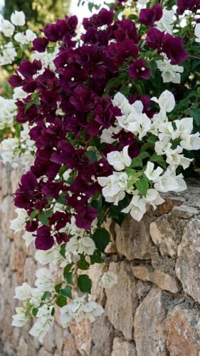Seeds Ville Bougainvillea Live Flowering Plant Pack of 1