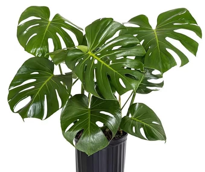 Seeds Ville Monstera Deliciosa Live Plant With Grow Bag Pot