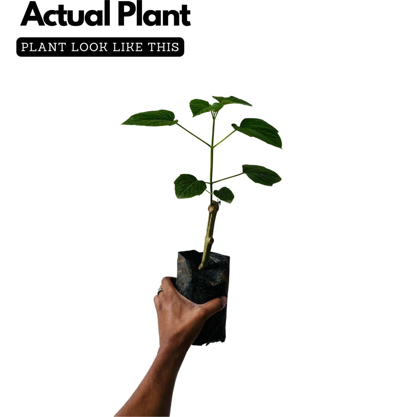 Hug A Plant | Hanuman Kireedam/Red Pagoda (Clerodendrum paniculatum) Flowering/Ornamental Live Plant (Home & Garden)