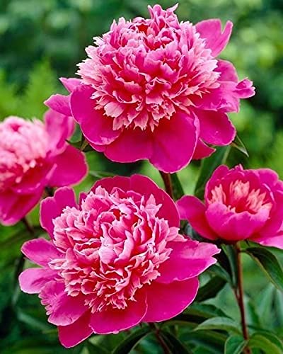 Seeds Ville Peony Flower Bulbs Outdoor Gardening Pack of 1