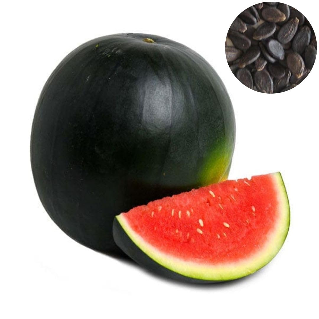 Seed Basket Pack of 3 Melons F1-Hybrid Seeds | Watermelon Green (25), Watermelon Blacks (15), Muskmelon (15) | ISeeds deal for planting, Gardening and Farming