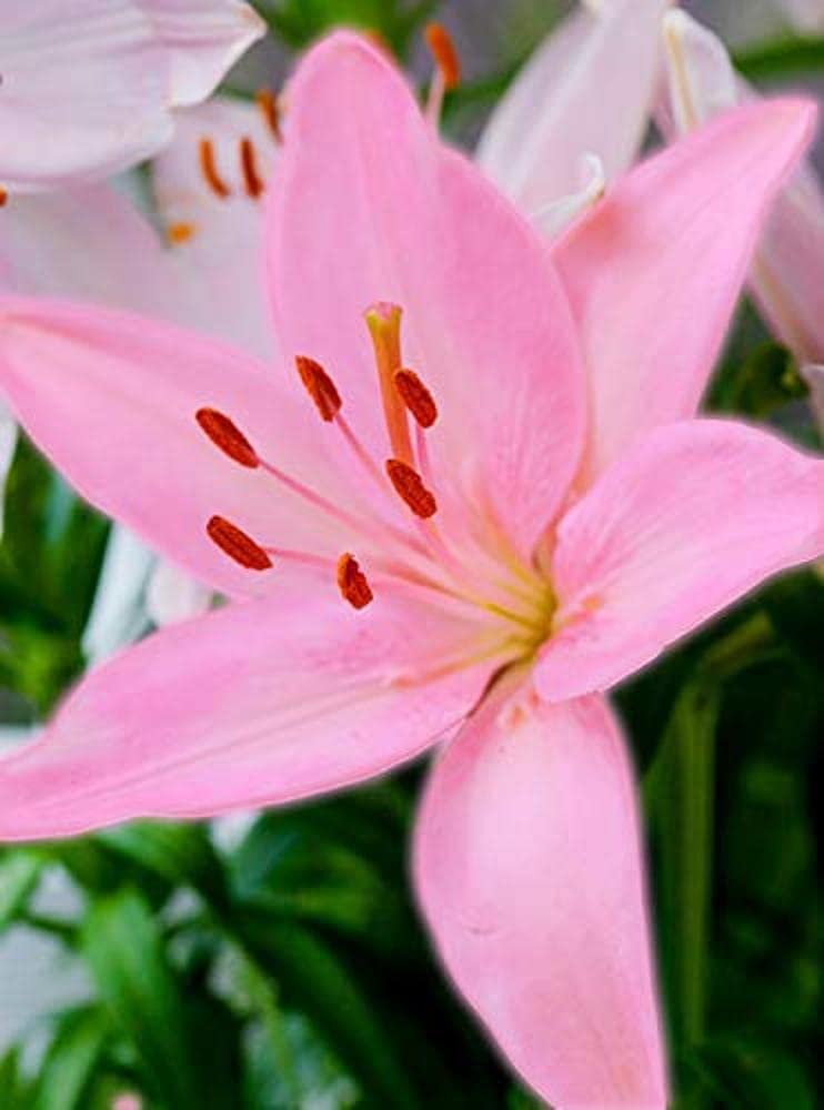 PLANTOGALLERY Asiatic Lily Imported and Hybrid Flower Bulbs Good Germination - Pack of 2 Bulbs (Pink)