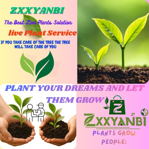 Seeds Ville Madhu Malati Climbing Live Plant
