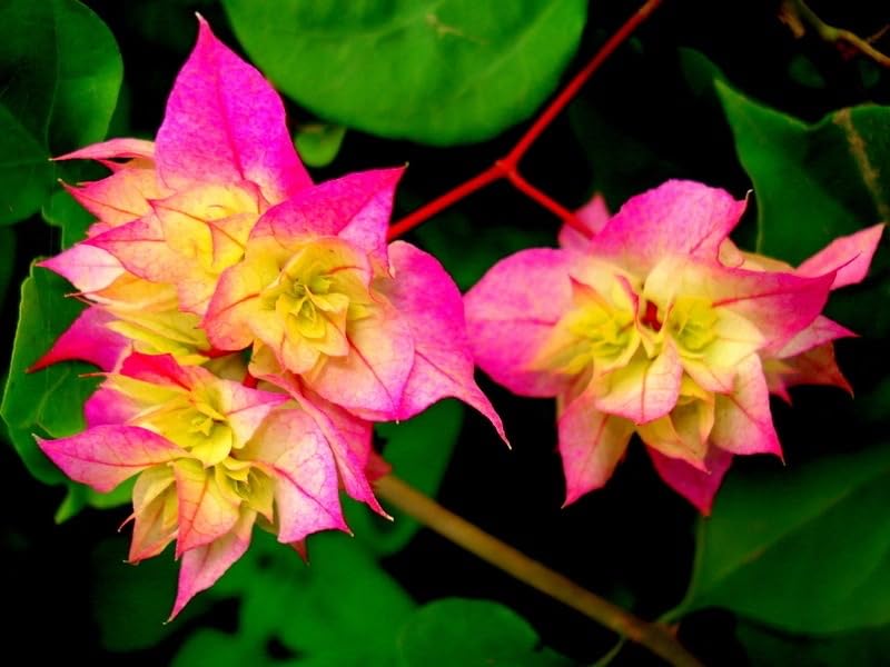 Seeds Ville Bougainvillea Live Flowering Plant Pack of 1
