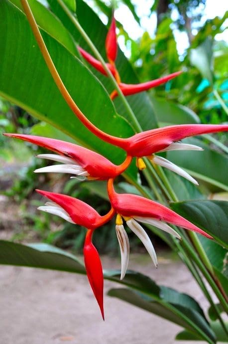 Seeds Ville Heliconia Imported Flower Bulbs Pack of 2
