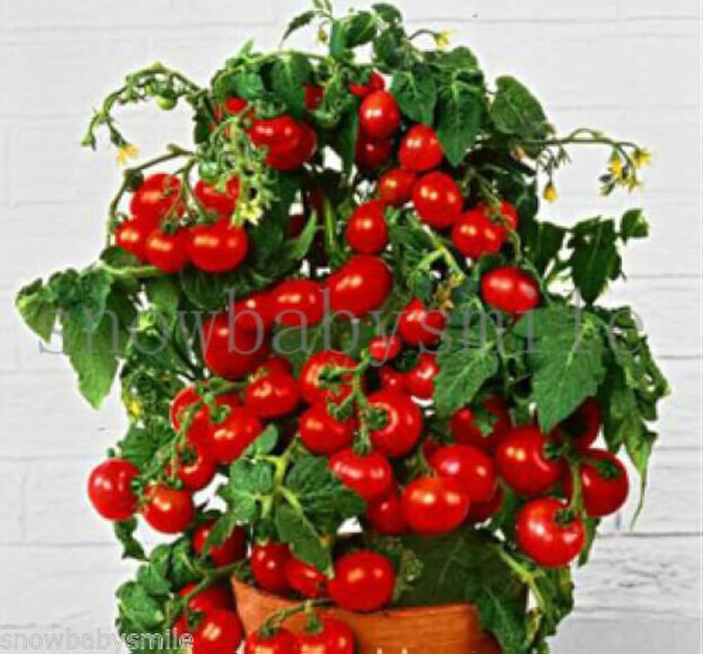 Seeds Ville 200+ Bonsai Suitable Tomato Seeds Mini Cherry Potted Sweet Fruit Vegetable Organic Fresh Home And Garden Bonsai Suitable Seeds