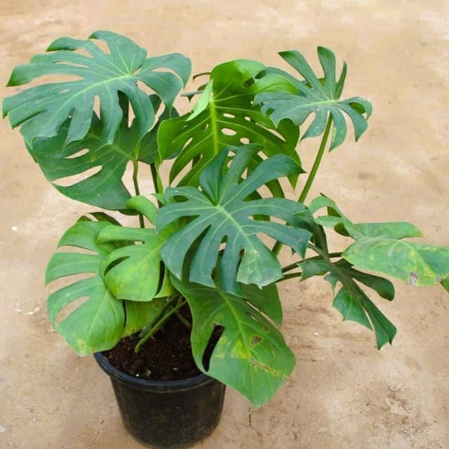 Seeds Ville Monstera Deliciosa Live Plant With Grow Bag Pot
