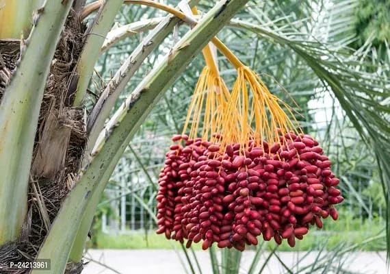 Seeds Ville Hybrid Arabian Date Palm Fruit Tree Plant Outdoor