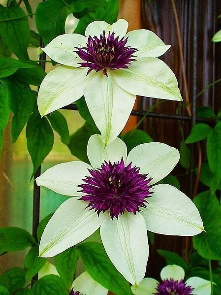 Seeds Ville Clematis Rhizome Bulb Fast Growing Flowering Vine