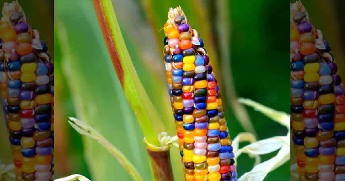 VIBEX -™ VXL-591 ORGANIC Exotic Glass Gem Corn Seeds