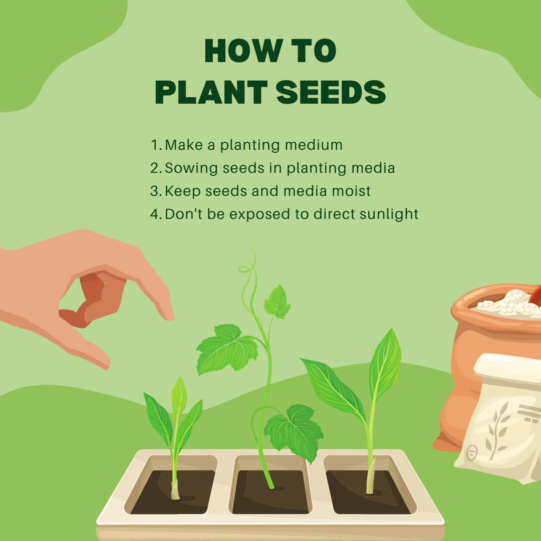 Hosta Seeds For Planting (200 SEEDS) Low Maintenance - Grow Indoor/Outdoor Both - Grow Year Round (GOLDEN SUNSHINE)