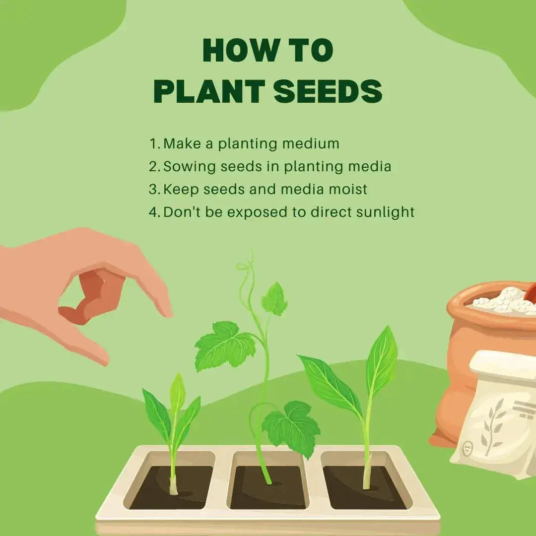 Climbing Rose Flower Seeds, 60 Seeds Pack - Hybrid, Year-Round Blooms, Minimal Care (MIX) - Seeds Ville