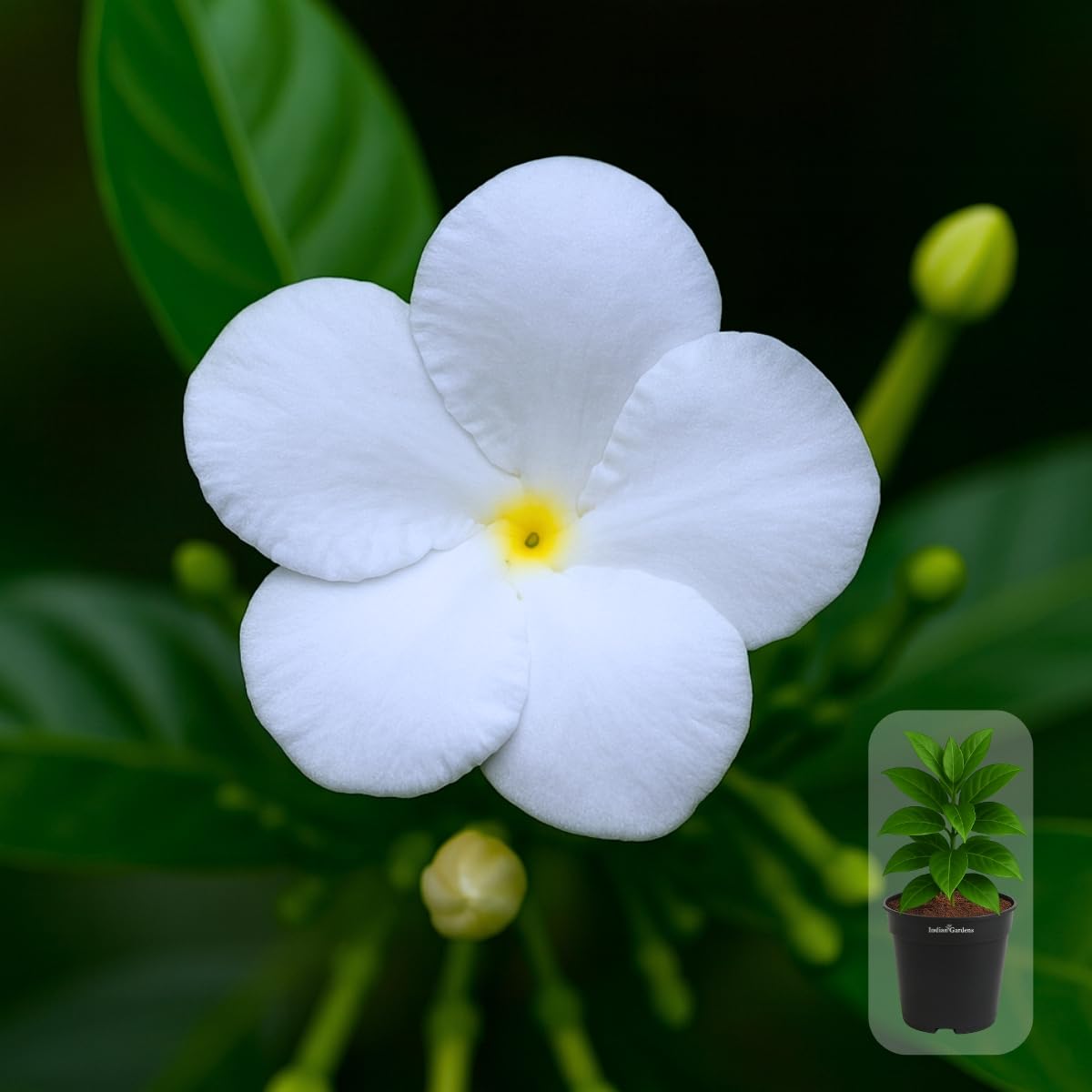 Indian gardens - Nanthiyavattai | Nerium Jasmine | Crape jasmine | Pinwheel Flower | Outdoor Live plants (Moon, 6 Inch White)