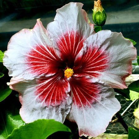Seeds Ville American Variety Hibiscus Live Flower Plant