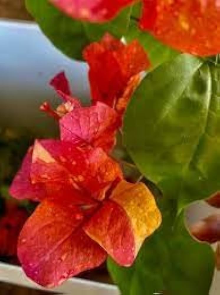 Adarna Bougainvillea Kagoj Ful Shrubs Grafted Flower Live Plants & Tree (1-2 Feet Size) - Adarna Bougainvillea Plant with Grow Bag | Plant for Outdoor & Home Garden