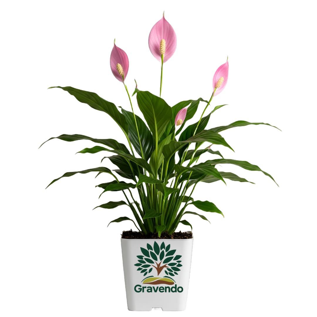 Pink Peace Lily (Spathiphyllum) Live Indoor Plant with Flower Pot For Home Office and Living Room With Pot pack of 1