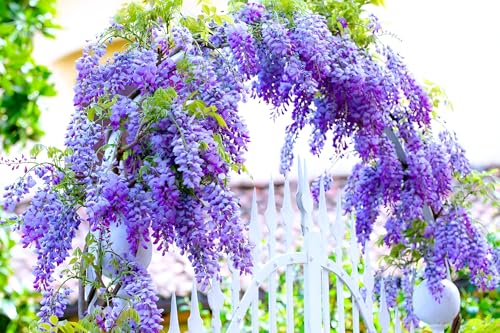 Seeds Ville Live Flowering Plant Pack of 1