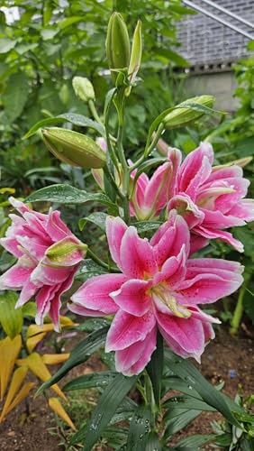 Seeds Ville Oriental Lily Double Flower Bulbs 2 Pack