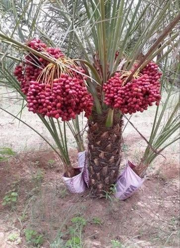 Seeds Ville Hybrid Arabian Date Palm Fruit Tree Plant Outdoor