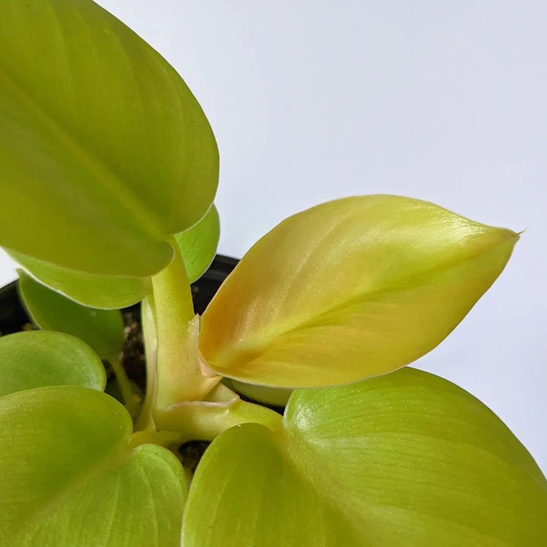 LittleJungle Philodendron Micans - Live Plant with 5.5 Inches White Decor Pot | Indoor Plants For Home | Live Plants Indoor | Air Purifying Plant | Live Plant With Pot For Home Decor |