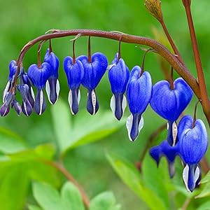 بذور القلب النازف ★ أزرق ياقوتي ★ نادر ★ نبات معمر قوي الظل ★ 20 بذرة