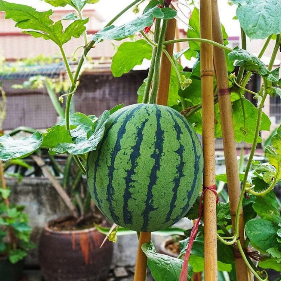 Sweet Juicy Potted Watermelon Seeds for Easy Home Container Gardening