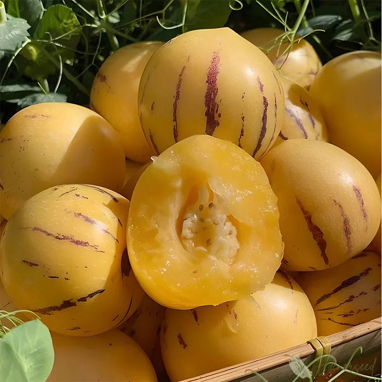 Premium Ginseng Fruit Seeds for Home Gardening - Grow Exotic Healthy Fruits