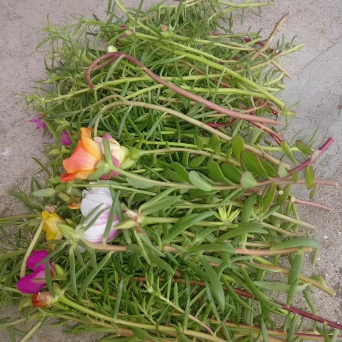 Cypress Portulaca Oleracea, purslane mixed colours Live plant cuttings without roots of 15 Cuttings(5 to 7 colours) - Seeds Ville