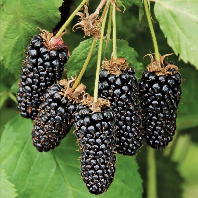 Seeds Ville 15 Seeds- All Seasons- Organic Giant Blackberry Fruit Seeds- Grow Indoor & Outdoor Both - Seeds Ville