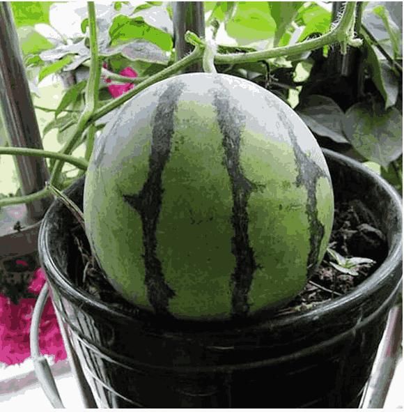 potted watermelon plants 100+ SEEDS- Sweet Juicy Potted Watermelon Seeds for Easy Home Container Gardening