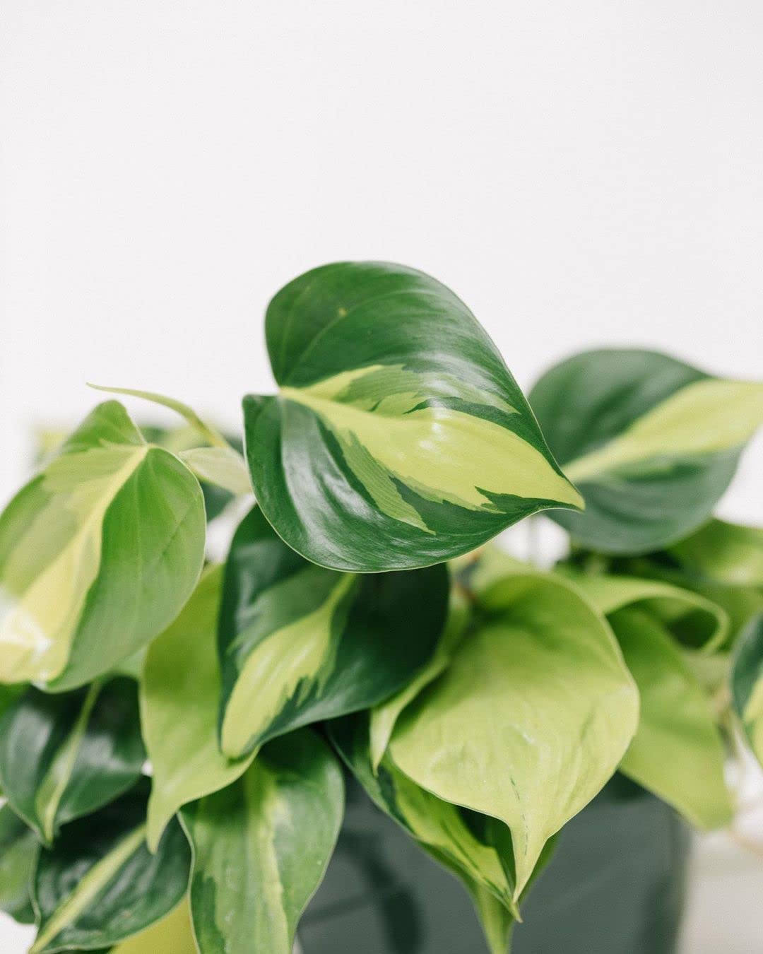 LittleJungle Philodendron Micans - Live Plant with 5.5 Inches White Decor Pot | Indoor Plants For Home | Live Plants Indoor | Air Purifying Plant | Live Plant With Pot For Home Decor |