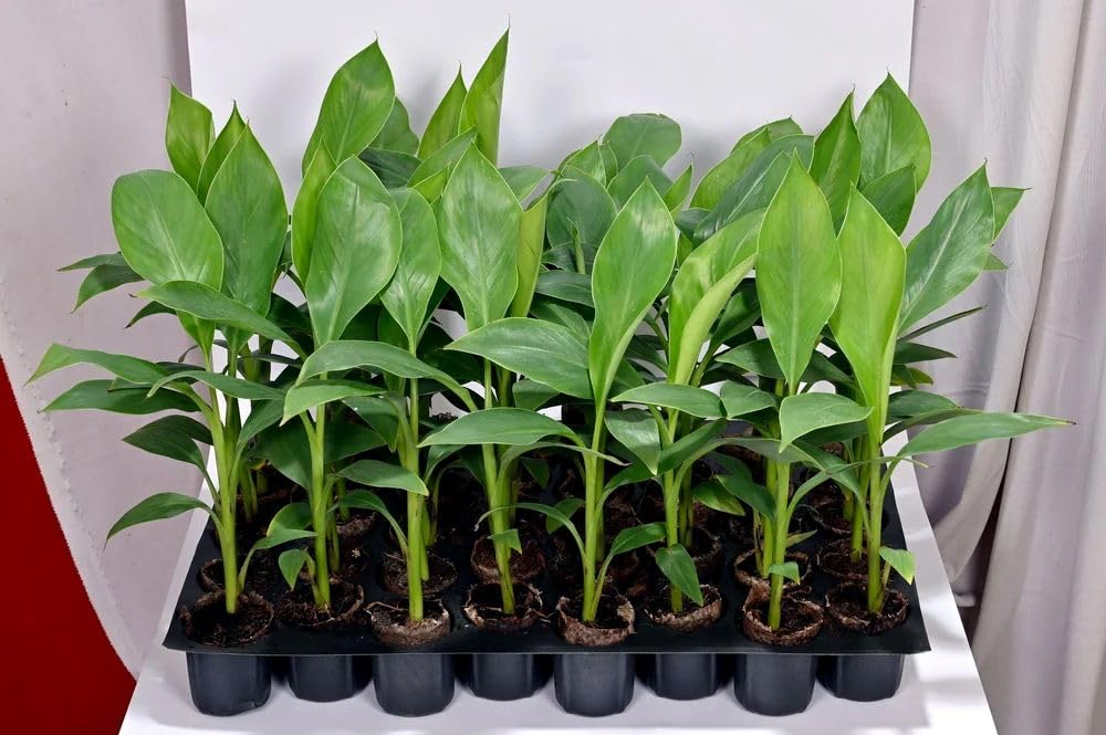 M J CREEPERS (Combo Pack Of 2) Tissue Culture YELAKKI Banana Plant, Elaki (Elaichi) Banana Kela fruit Plant, Musa Fruit Plant for Outdoor Gardening, 2 Healthy Live Plant In Grow Bag.