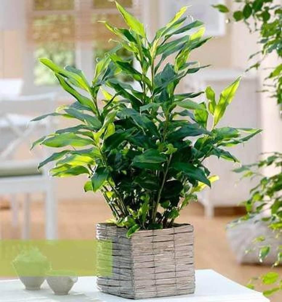 Live Badi Elaichi (Cardamom) Plant | Healthy & Rooted | Grown in India | Ideal for Home Garden, Balcony | Fragrant Organic & Low Maintenance | Pack of 1 | Eco-Friendly|