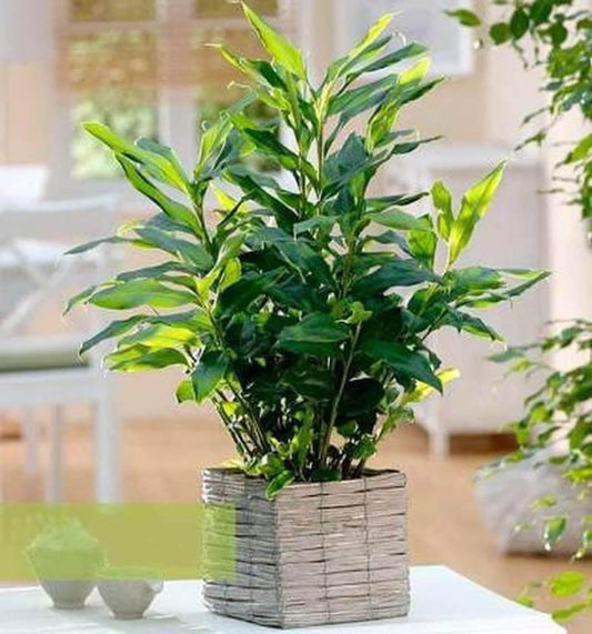 Live Badi Elaichi (Cardamom) Plant | Healthy & Rooted | Grown in India | Ideal for Home Garden, Balcony | Fragrant Organic & Low Maintenance | Pack of 1 | Eco-Friendly|