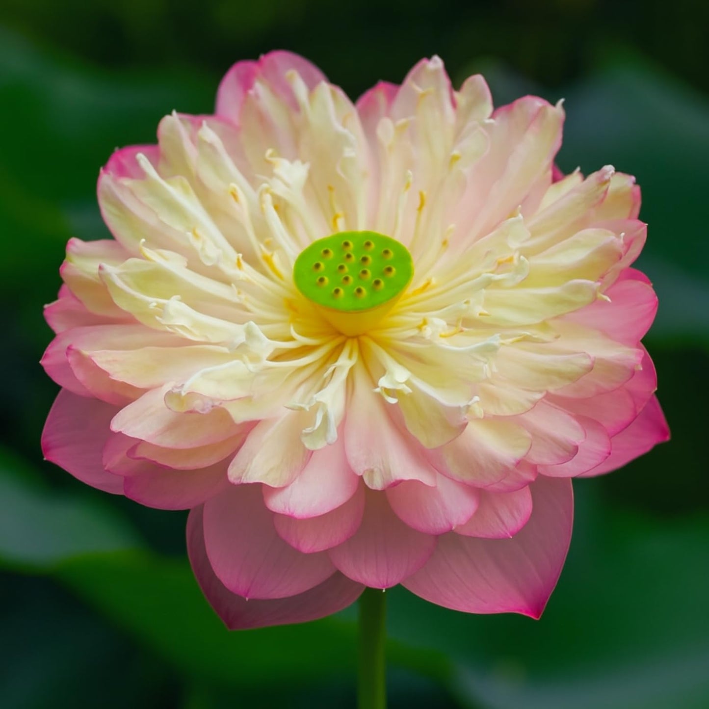 Lotus live plant | Rare plant | Original color guarantee plant | Indoor & Outdoor Live plant (Code 32)