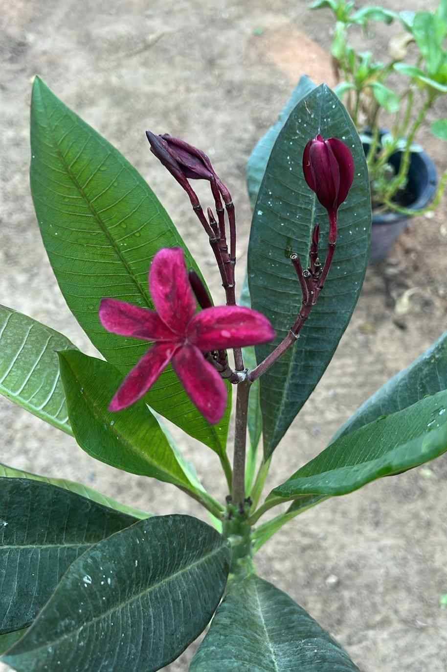 Seeds Ville Rare Red Plumeria Live Plant Pack of 1