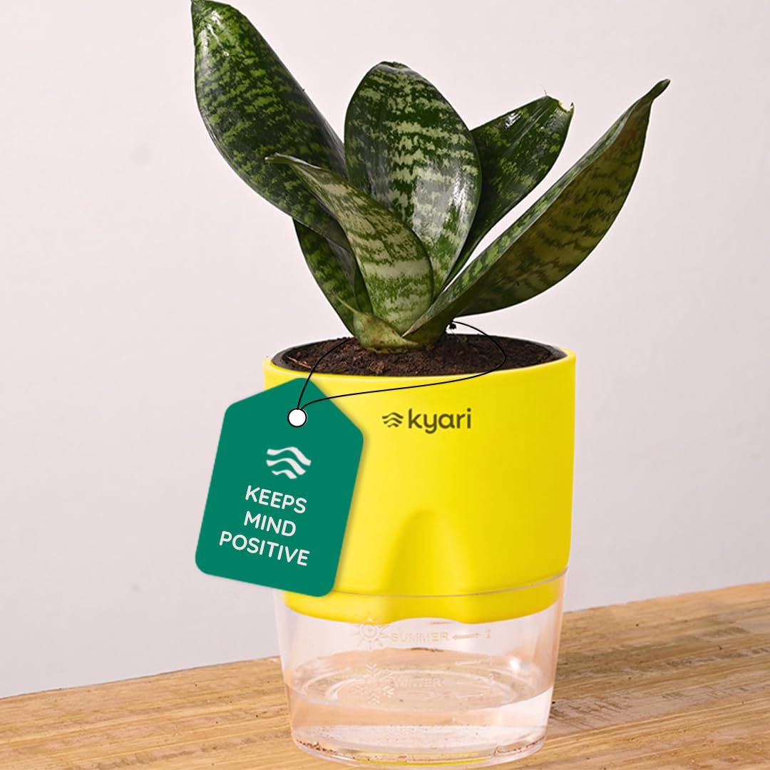 KYARI Sansevieria Green Snake Air Purifier Plant with White Self Watering Pot - Small 4 Inch