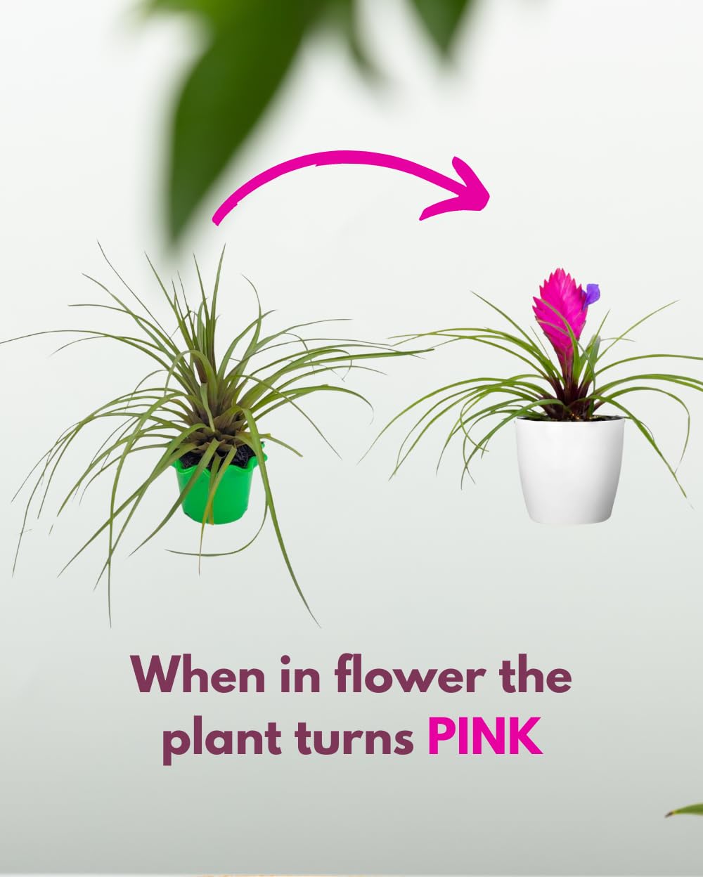 Seeds Ville Pink Quill Tillandsia Live Plant in Pot