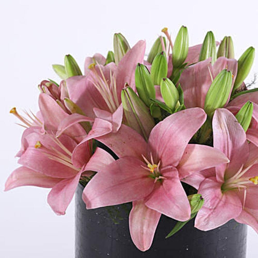 PLANTOGALLERY Asiatic Lily Imported and Hybrid Flower Bulbs Good Germination - Pack of 2 Bulbs (Pink)