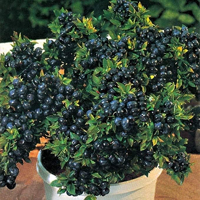 Tropical Fruit Live Plant - Dwarf Rare Bush Blueberry Fruit 1 Healthy Plant