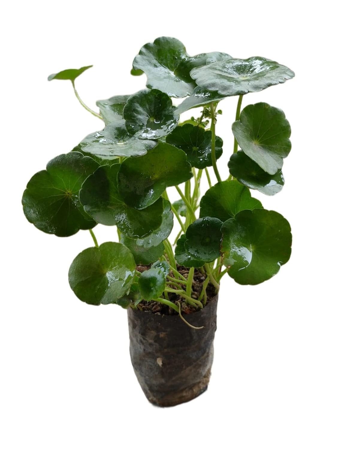 pennywort and chinese money plant XR Live Chinese Money Plant pilea peperomioides Pennywort ufo feng shu – Seeds Ville