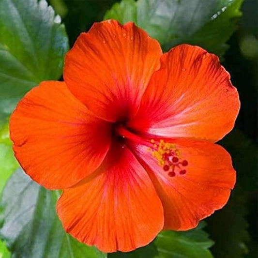 Beautiful Tropical Australian Variety rare Orange Colour Hibiscus flower live Plant (All Season Blooming), Pack of 1 Healthy flower plant for home garden.