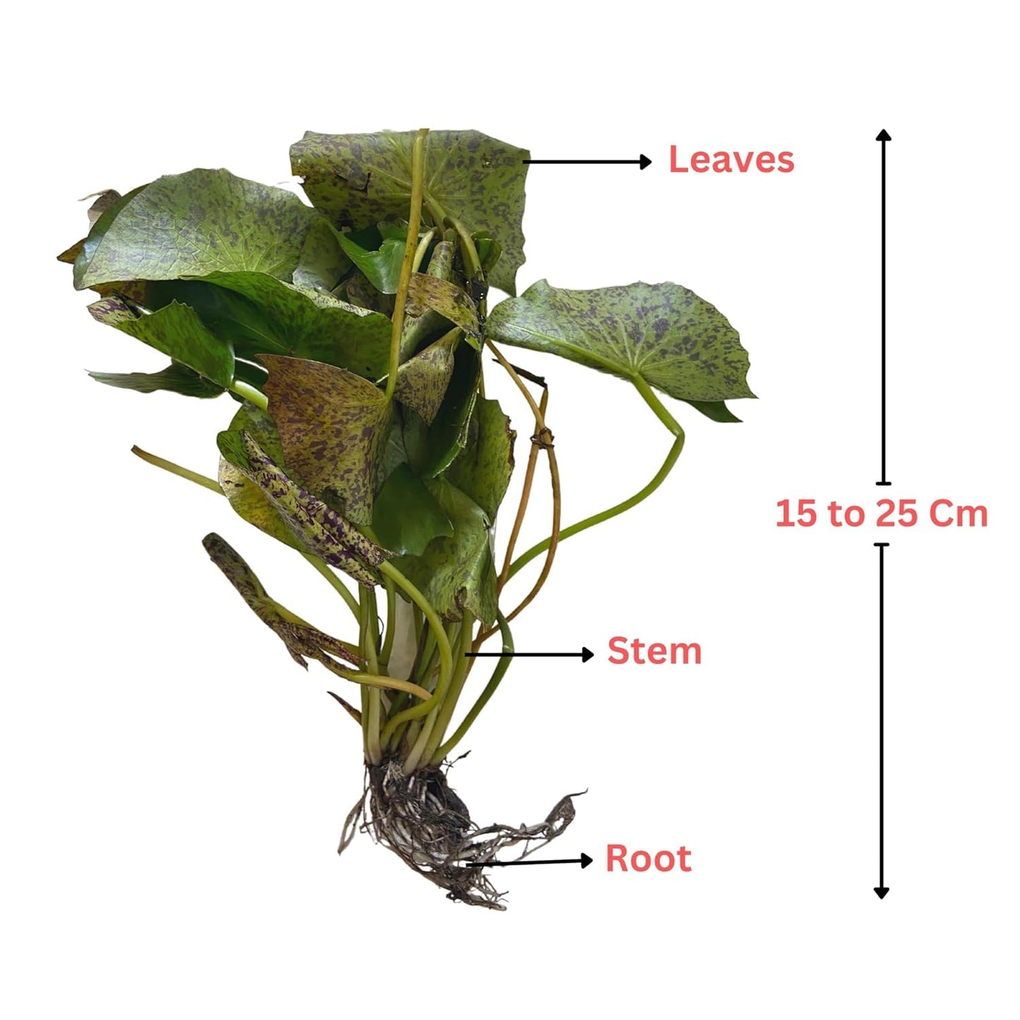 Waterlily Live Plant | Indoor | Outdoor | Aquatic Plant (Blue)