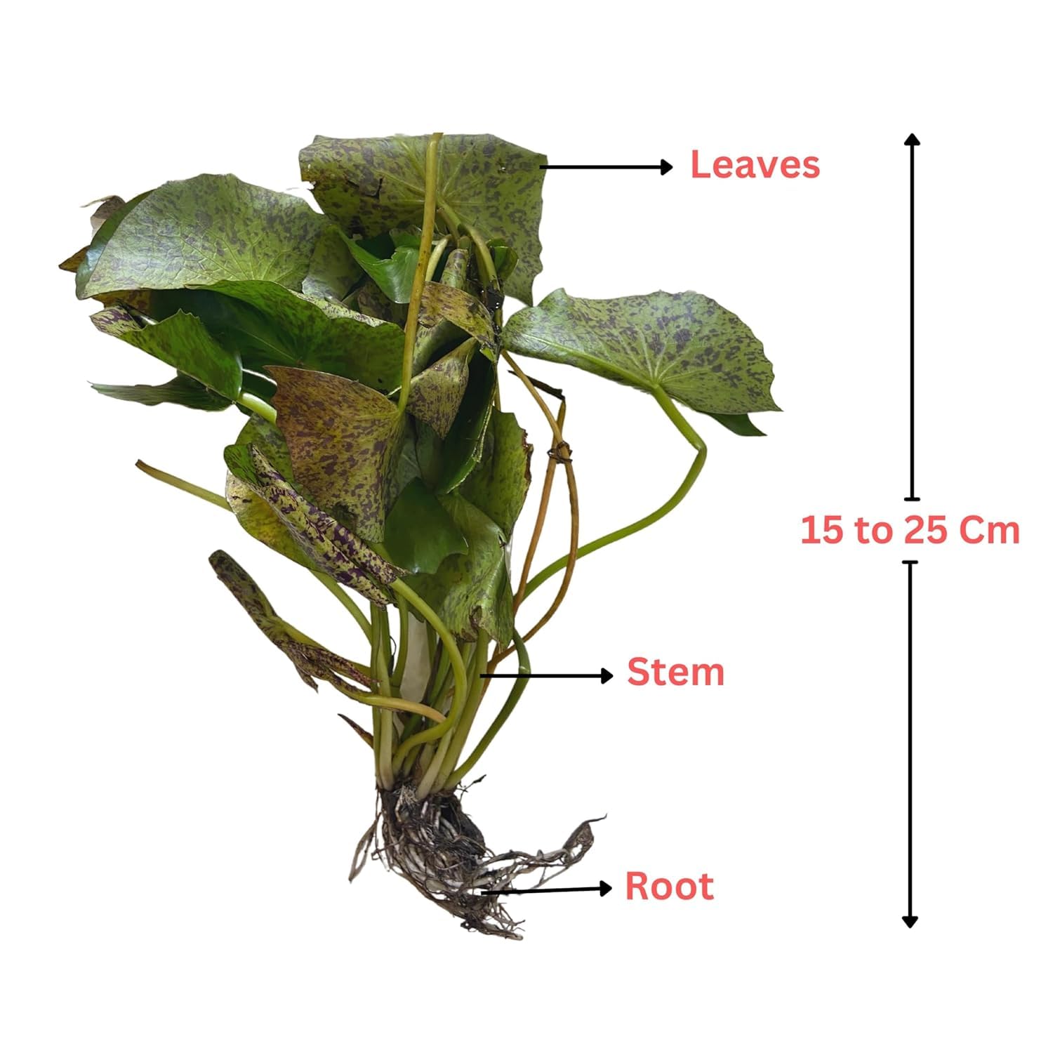 Waterlily Live Plant | Indoor | Outdoor | Aquatic Plant (Blue)