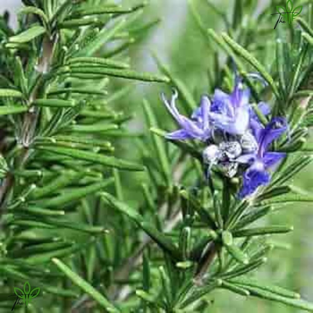 The Green Beach Live Rosemary Live Plant Ornamental, Mosquito Repellent, A Wonderful Herbs and medicine for Any Kitchen Garden Plant With Black Plastic Pot - Seeds Ville