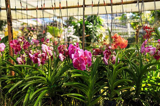 Seeds Ville Vanda Orchid Live Plants Combo Pack of 4 Mixed Colors