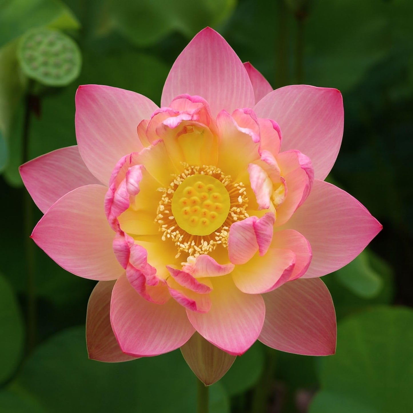 Lotus live plant | Rare plant | Original color guarantee plant | Indoor & Outdoor Live plant (Code 32)