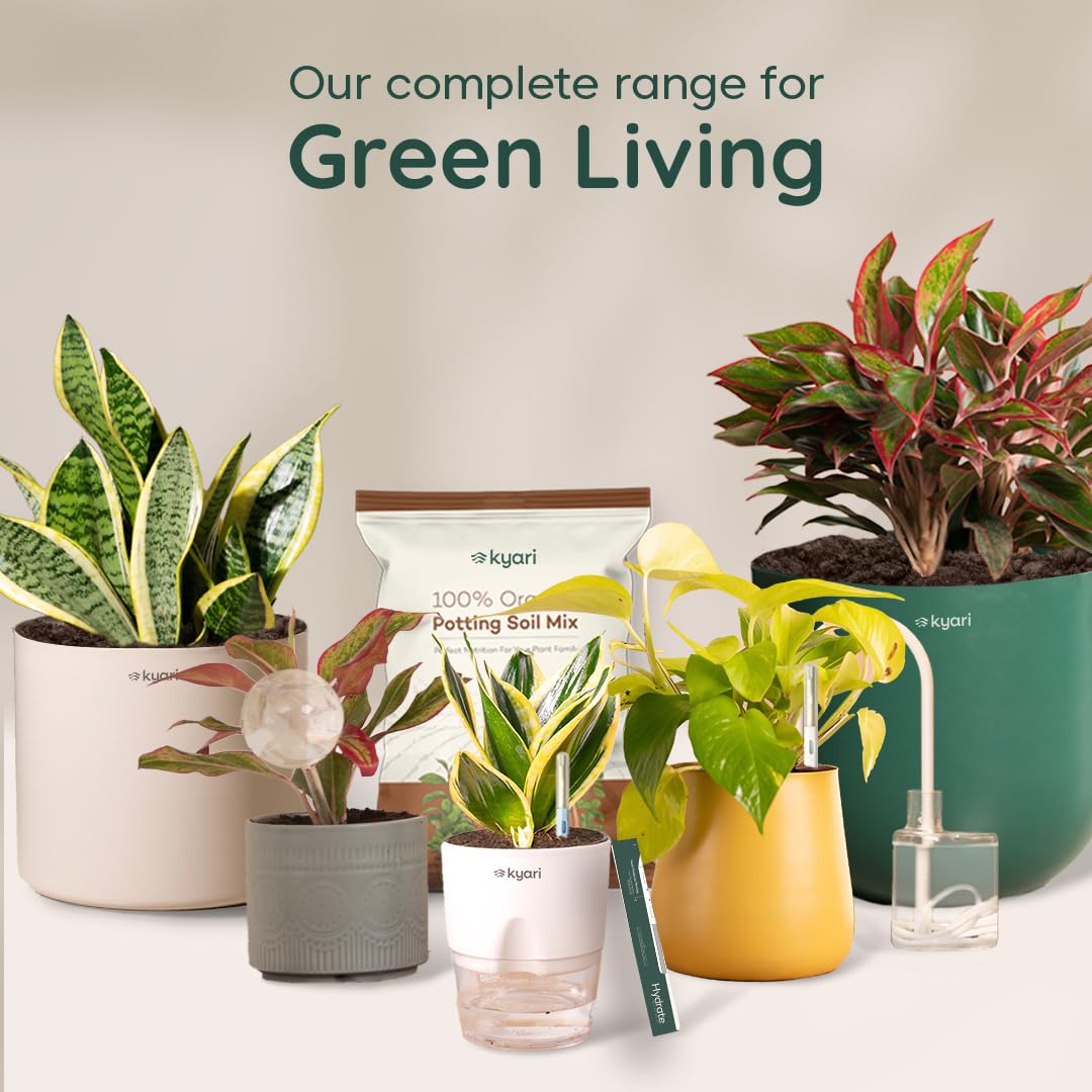 KYARI Sansevieria Green Snake Air Purifier Plant with White Self Watering Pot - Small 4 Inch